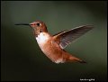 19SB8712a rufous hummingbird